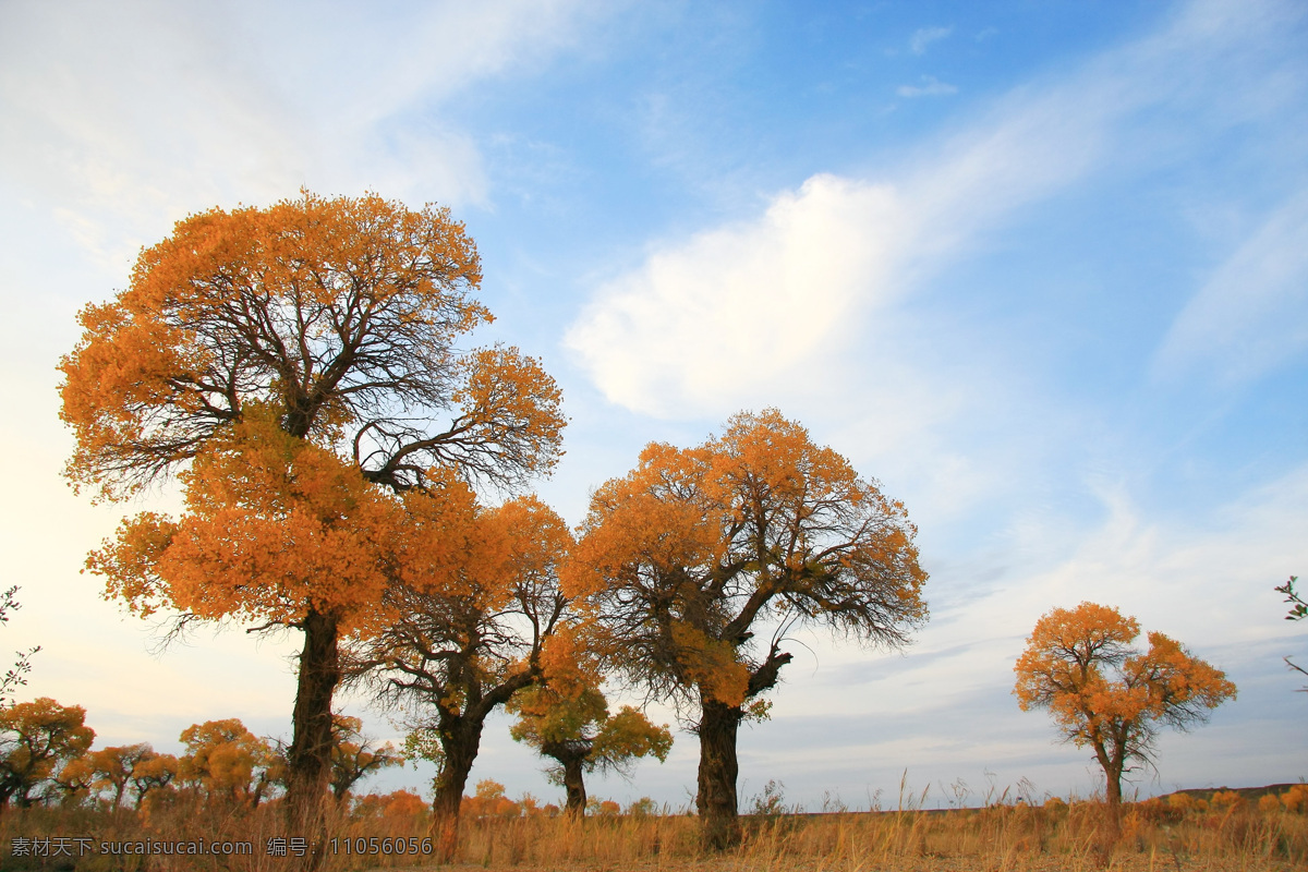 胡杨 绝美风景 秋天 沙漠 戈壁 蓝天 白云 草原 草地 秋季 黄色 红色 树木 新疆 风景 自然风景 自然景观