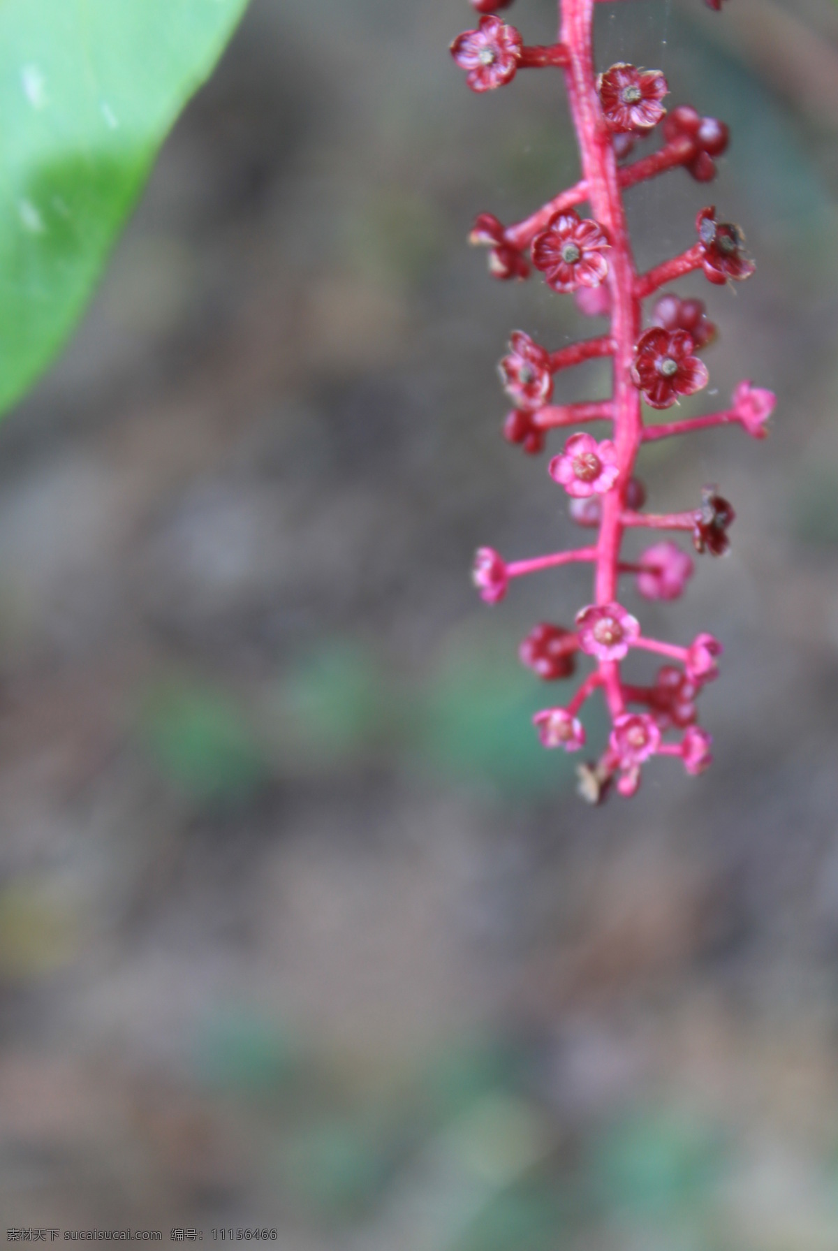 独秀 探春 植物花草 小花儿 生物世界