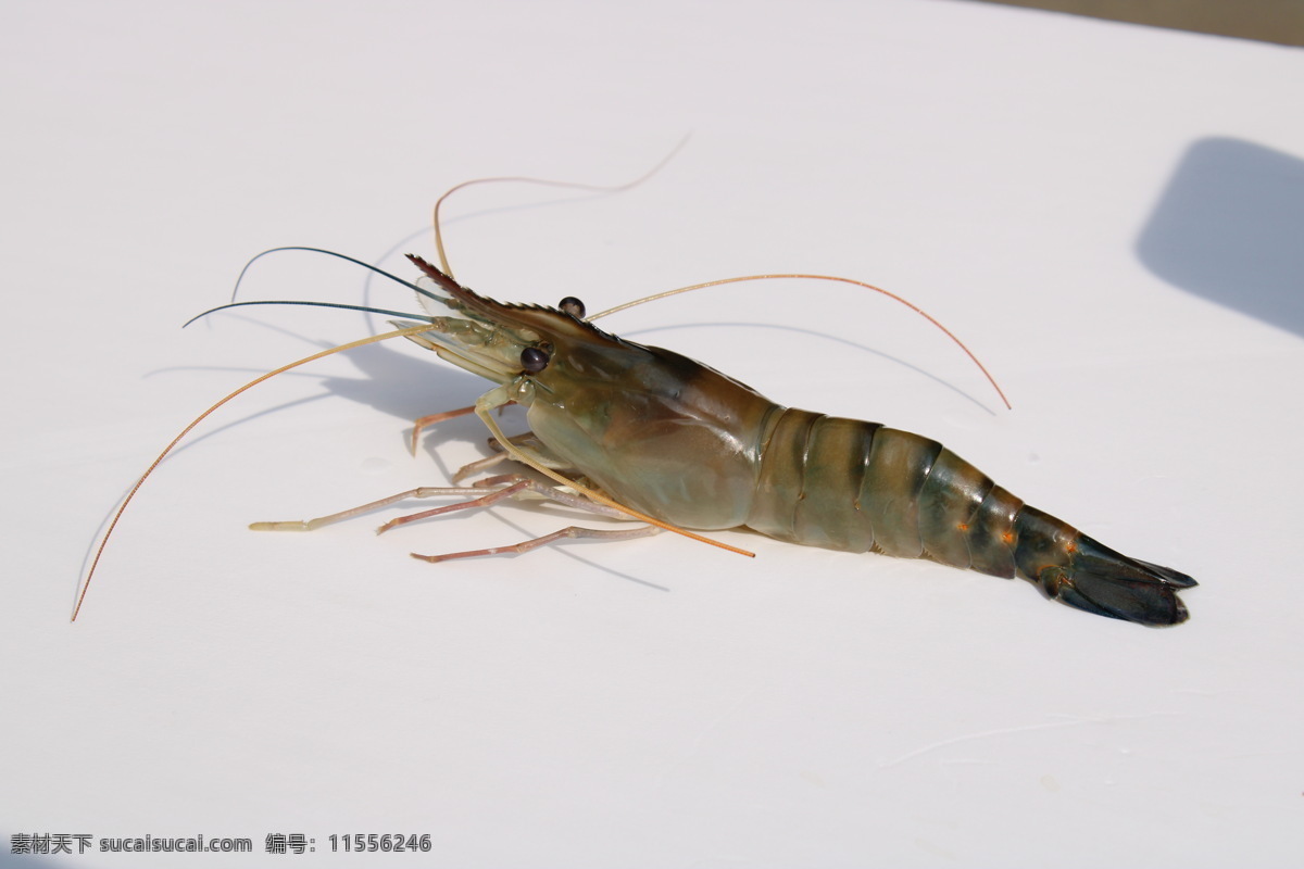 罗氏 虾 活体 实物 拍摄 罗氏虾 食物 美食 食材 生物世界 海洋生物