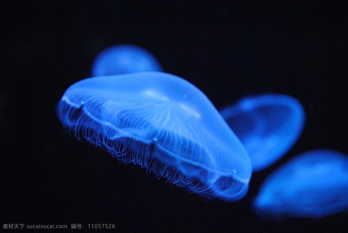 动物 蓝色 生物 危险 黑暗 深度 水母 浮动 发光 海洋 自然 背景 深海 摄影图片 鸟语花香 生物世界 海洋生物