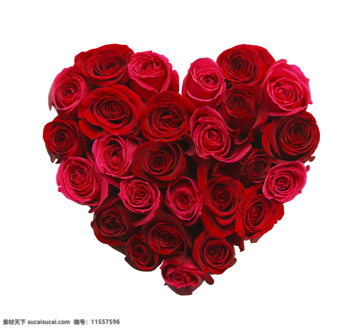 心形 玫瑰花 心形玫瑰花 花朵 红玫瑰 美丽花朵 花卉 情人节元素 情人节素材 节日庆典 生活百科