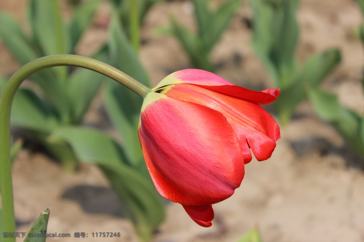 荷兰国花 郁金香 高清摄影 没照 摄影图片 植物摄影 生物世界 花草