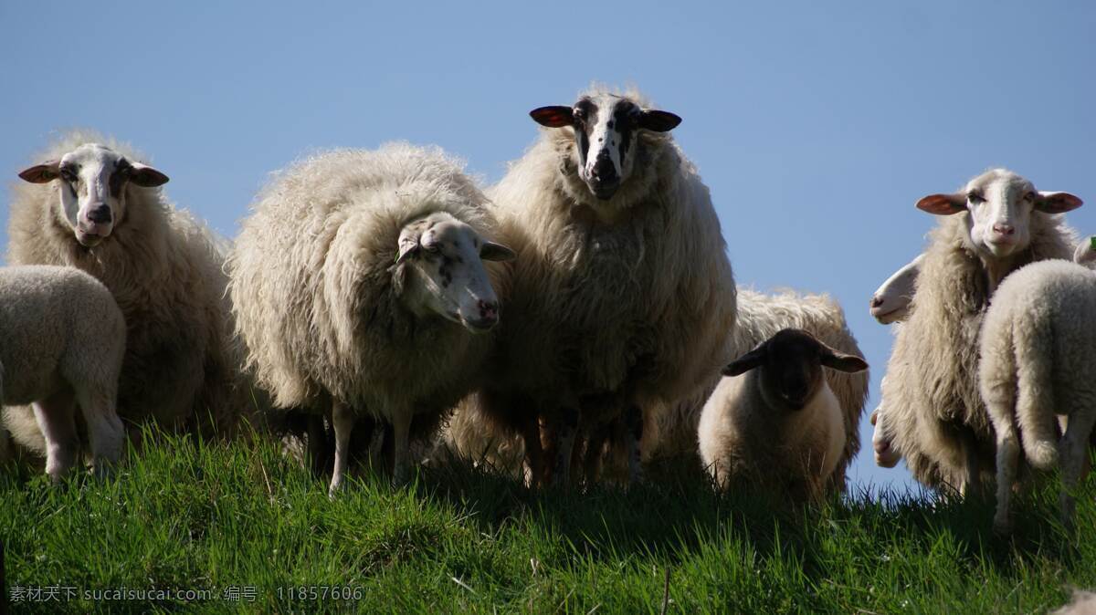 绵羊 羊子 家畜 畜生 食草动物 草原 牧场 生物世界 家禽家畜