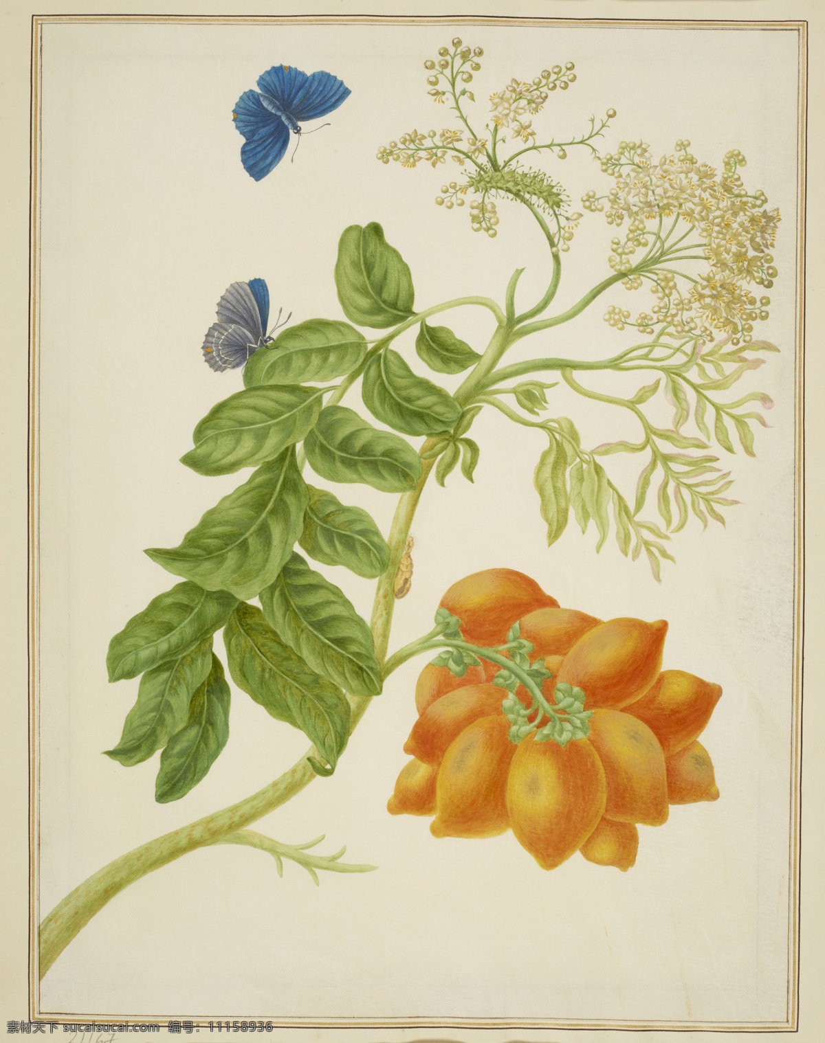 玛丽 娅 西比 拉 梅里安 作品 德国女画家 黄槟榔青 生长于 澳大利亚 蓝蝴蝶 世纪 水彩画 文化艺术 绘画书法