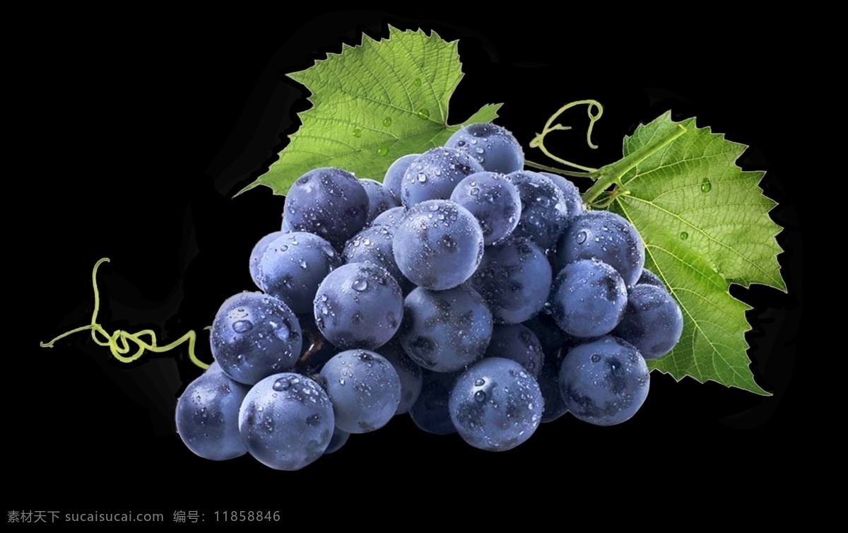 紫 葡萄 素材图片 紫色 150分辨率 水果 新鲜 分层