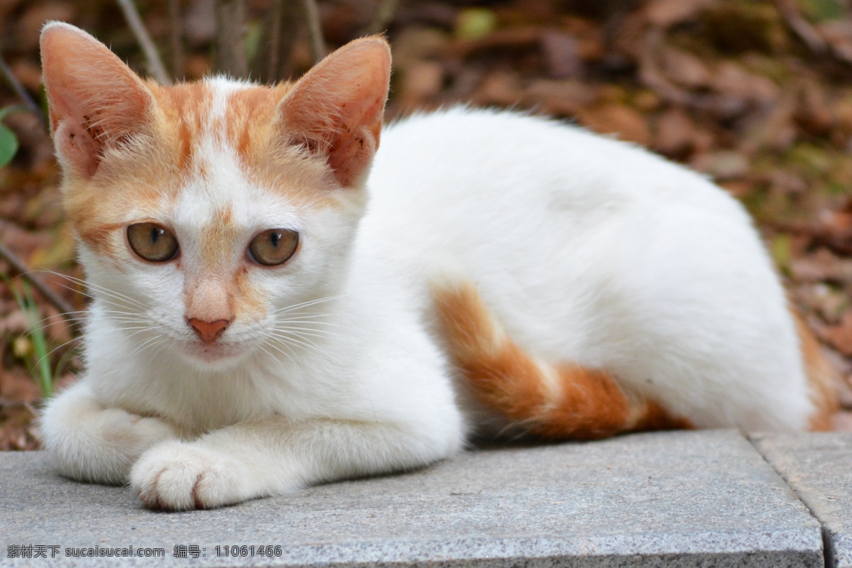 猫 宠物 白色毛 花猫 野猫 流浪猫 生物世界 家禽家畜