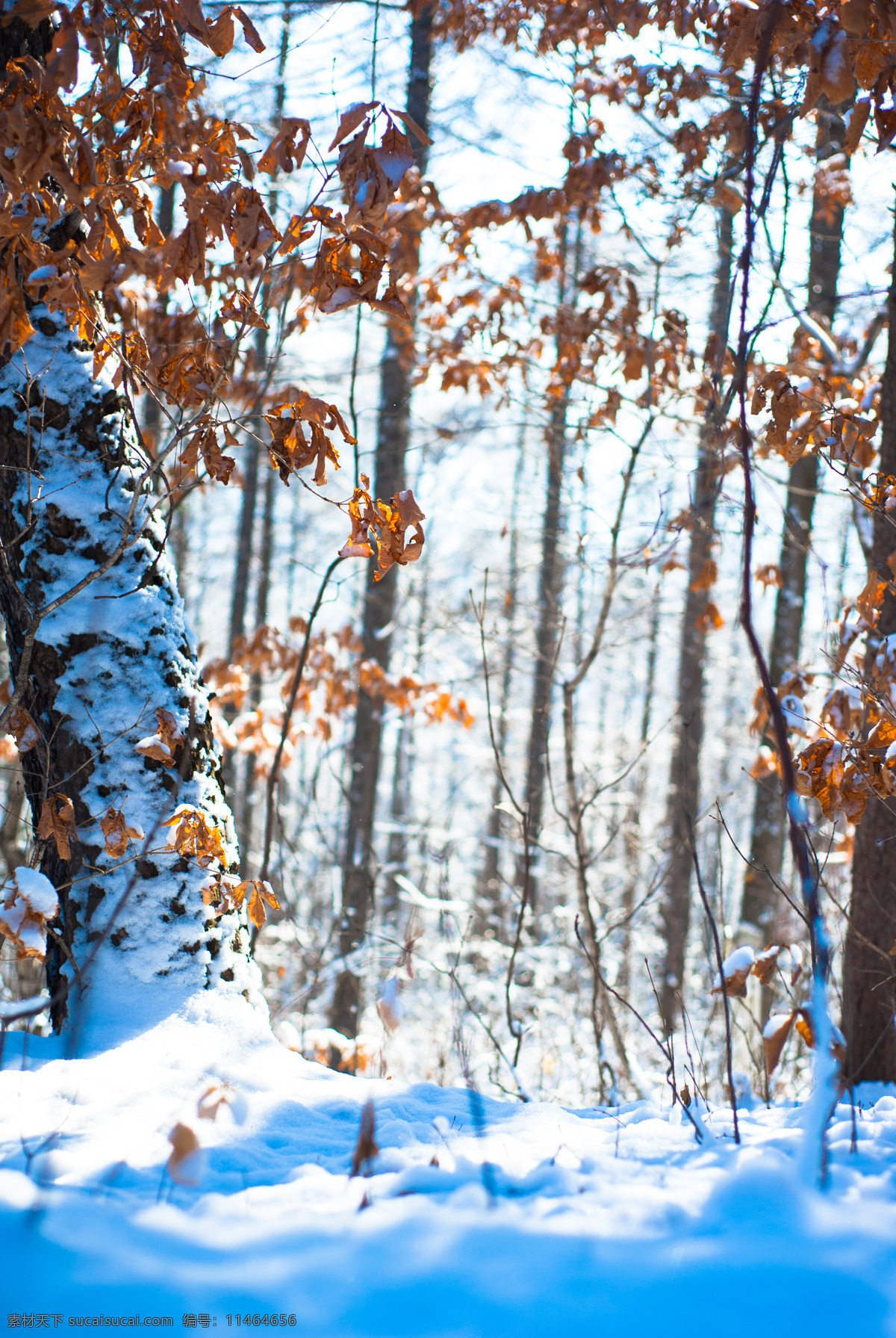 冰天雪地 雪域风光 酷寒 银装素裹 东北雪景 冬季积雪 森林雪景 树林雪景 冬天树林景色 自然景观 自然风景