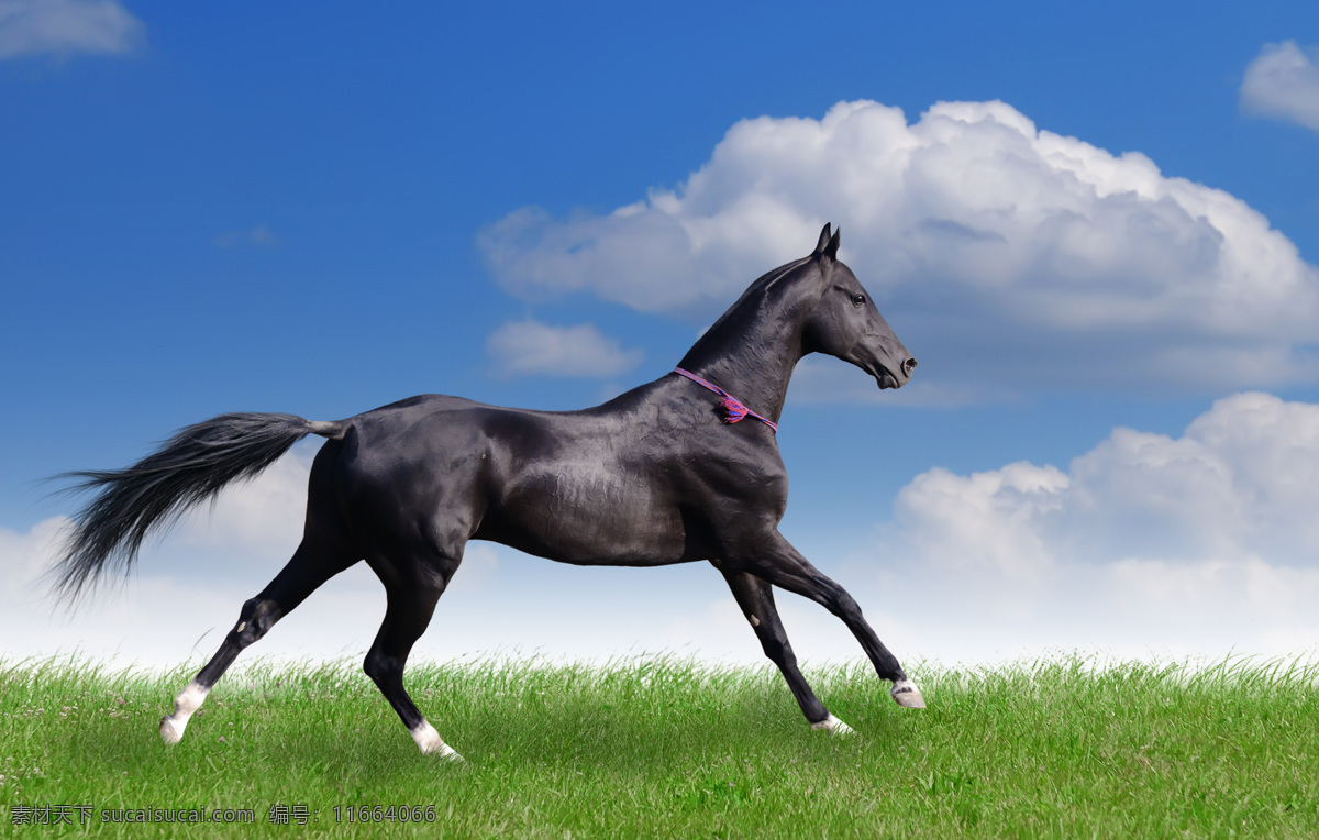 草原 上 奔跑 黑色 骏马 马 马匹 草地 绿地 蓝天白云 大自然 动物 摄影图库 高清图片 陆地动物 生物世界