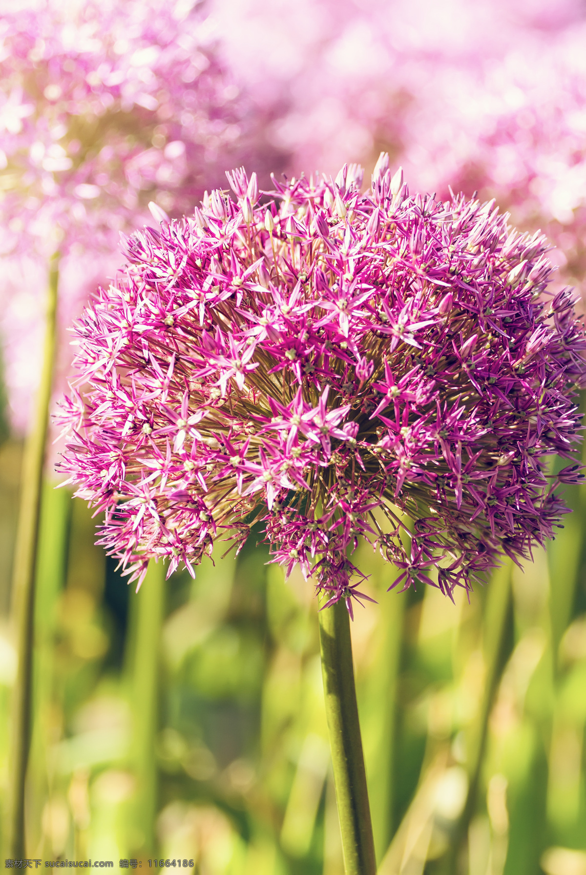 美丽 鲜花 美丽鲜花 美丽花朵 花卉 鲜花摄影 鲜花背景 花草树木 生物世界