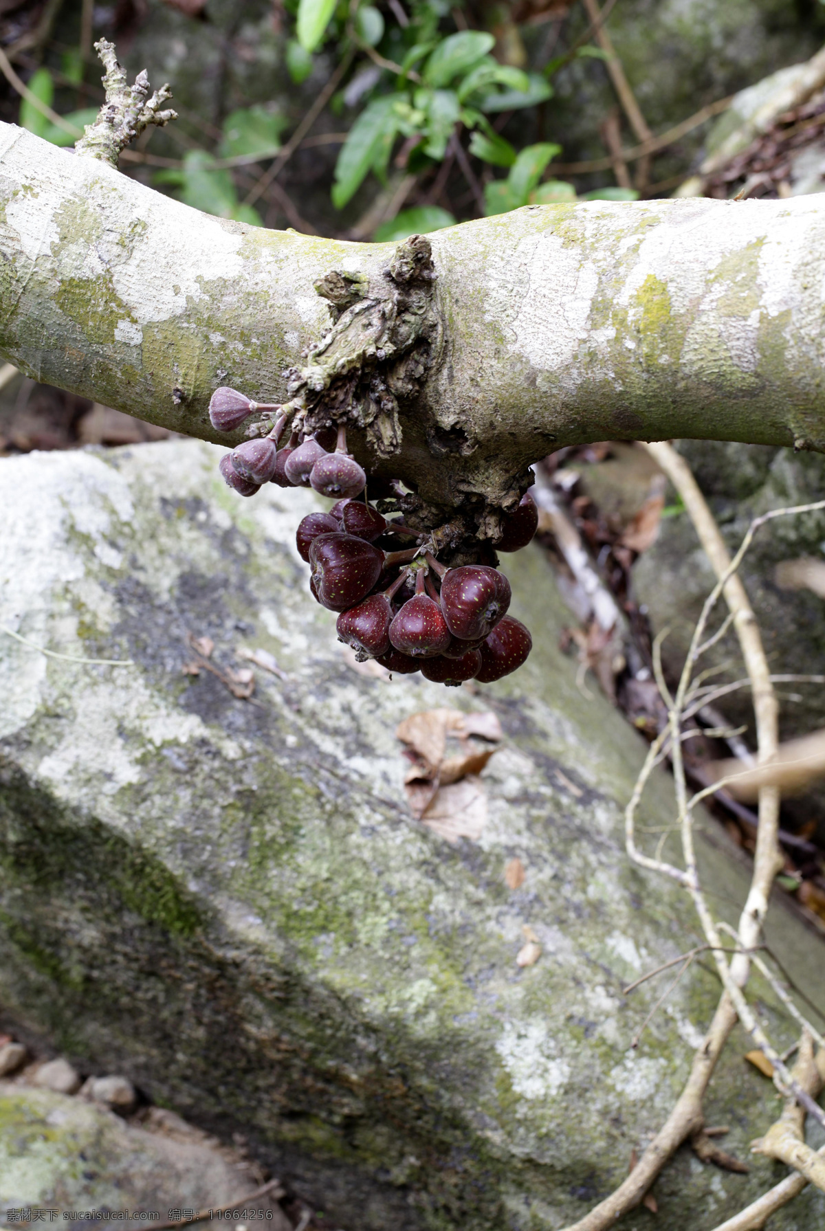 雨林无花果 呀诺达 热带雨林植物 无花果树 红色无花果 石头 山涧 三亚 生物世界 树木树叶 灰色