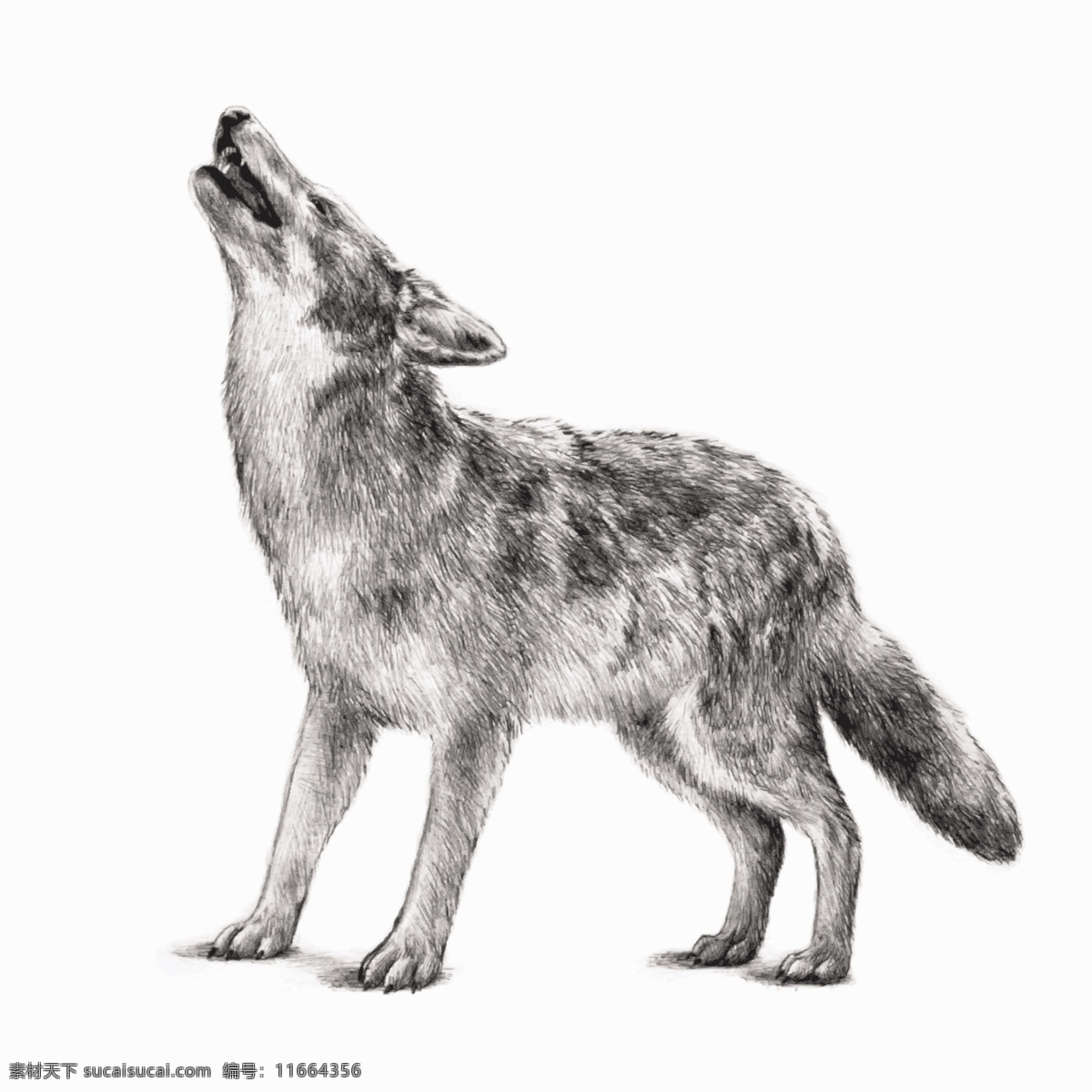 野狼 狼 苍狼 动物 动物世界 手绘 狼狗 野生动物 哺乳动物 生物世界