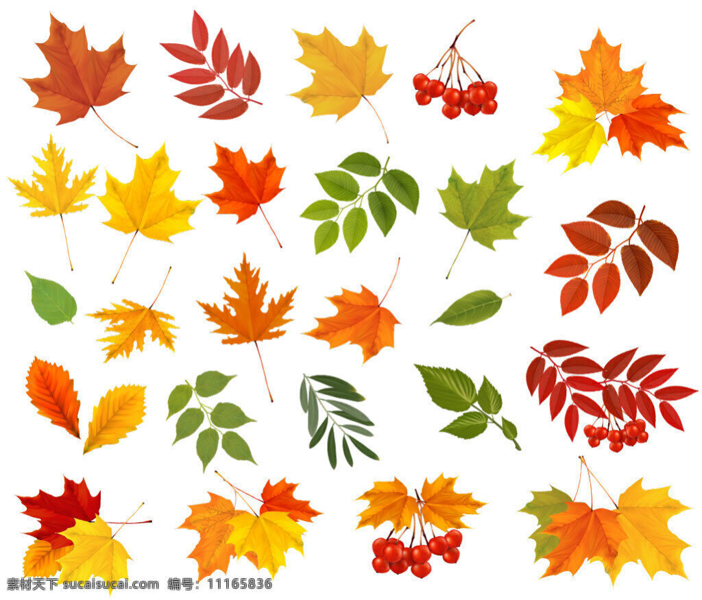 各种 秋天 树叶 矢量 秋天的树叶 矢量素材