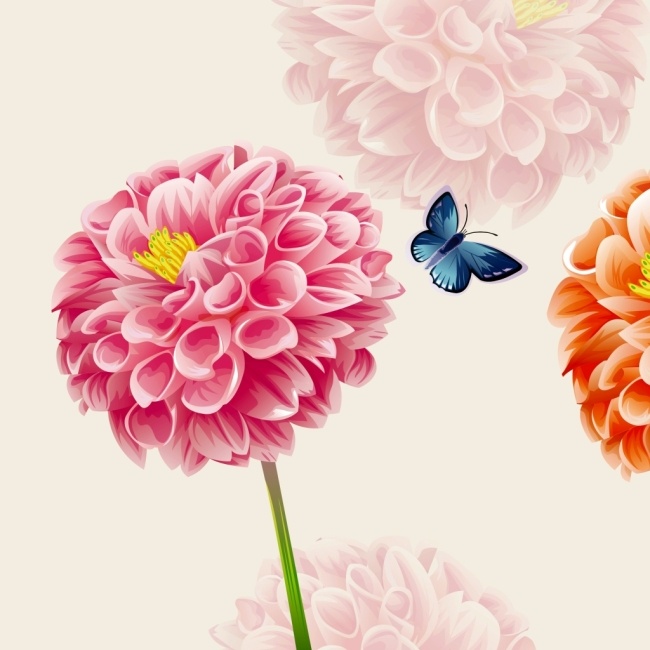 绽放 粉色 花球 装饰画 美丽 鲜花 盛开 花瓣 植物 浪漫 唯美