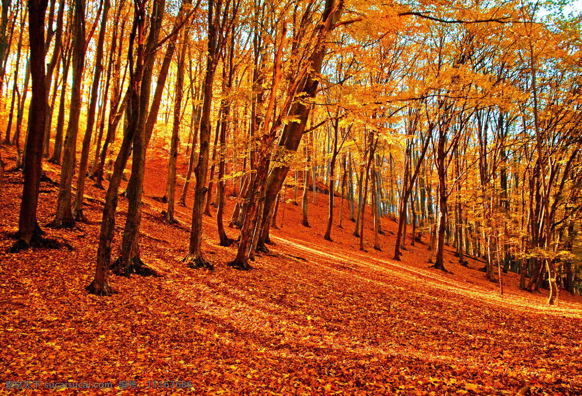 美丽 秋天 树林 风景 高清 唯美 枫树林 枫树