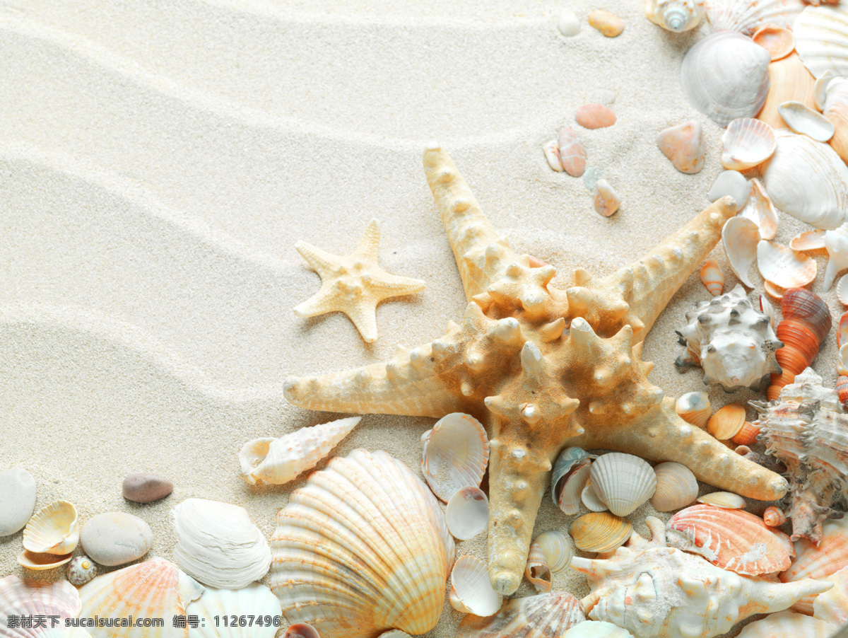 沙滩 上 海星 贝壳 海螺 大海图片 风景图片