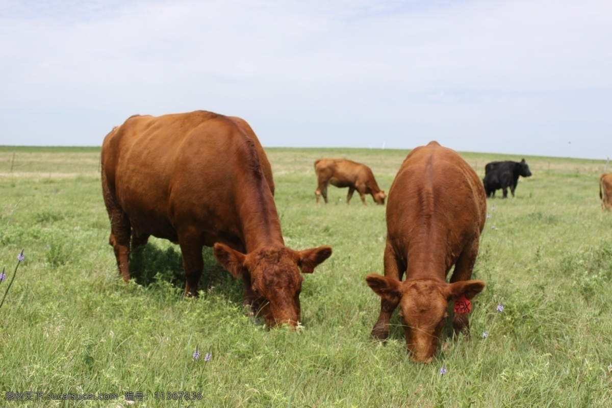 黄牛 牧场上 正在吃草 草地 农场 家禽家畜 生物世界