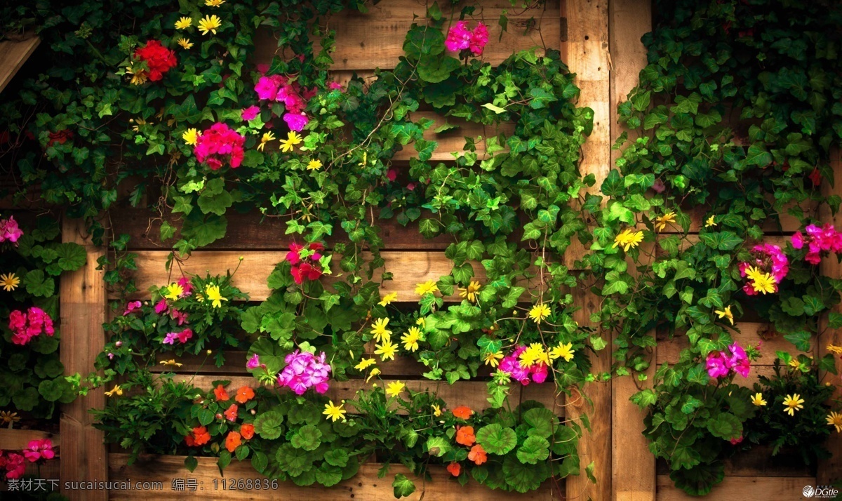 美丽 花墙 高清 鲜花 花朵 环保 绿色 花卉