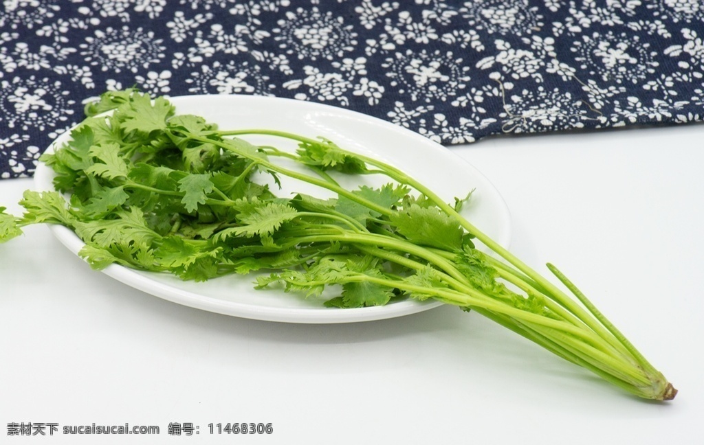 香菜 蔬菜 植物 绿色 绿叶菜 佐料 新鲜 生的 整棵 完整的 膳食纤维 营养 食物 食品 食材 白色背景 容器 白瓷盘 蓝底白花布 特写 餐饮美食 食物原料