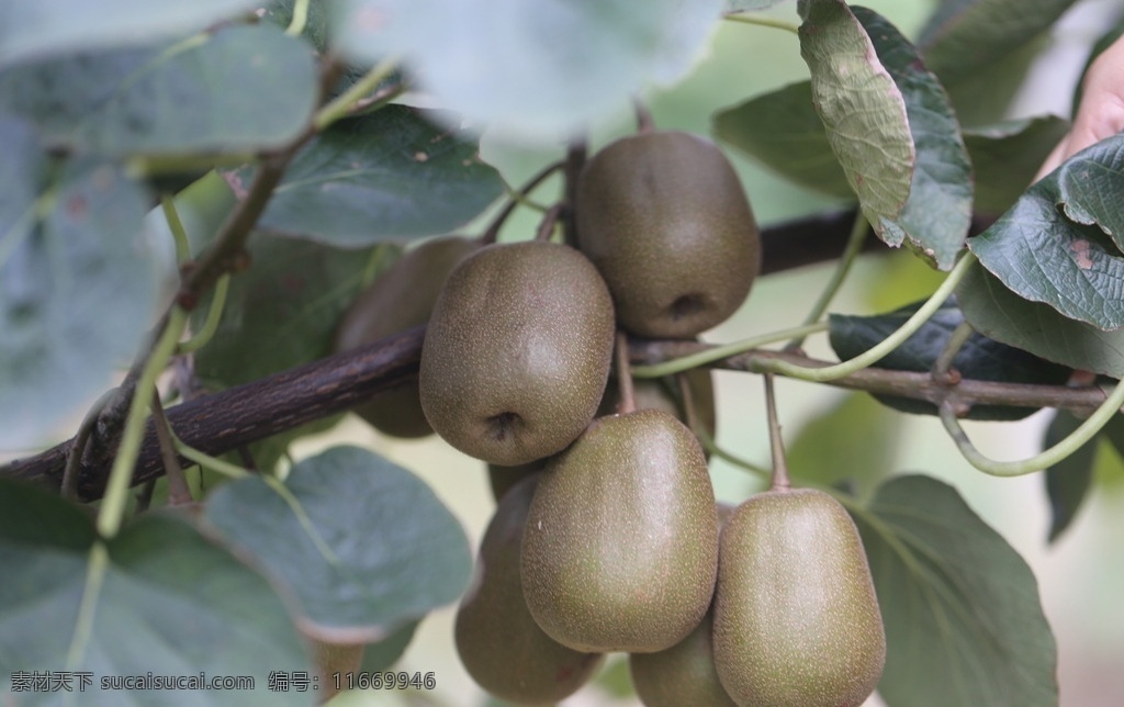 猕猴桃 红心猕猴桃 猕猴桃摄影 猕猴桃生长 猕猴桃果园 生物世界 水果