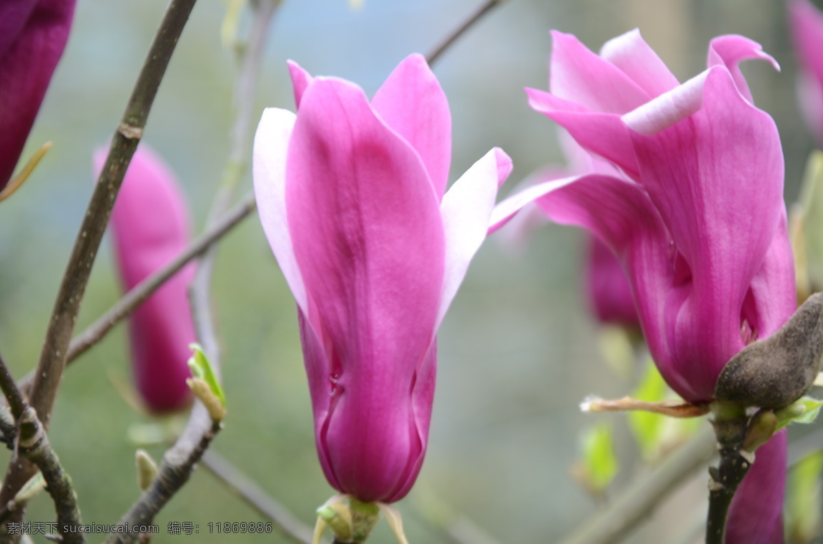 玉兰花 玉兰树 紫玉兰树 紫玉兰花 紫色花朵 生物世界 花草