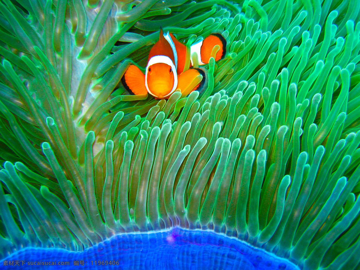 海底 海水 海洋 可爱 热带 珊瑚 生物世界 小丑 鱼 小丑鱼 水族馆 自由 欣赏 观赏鱼 鱼类