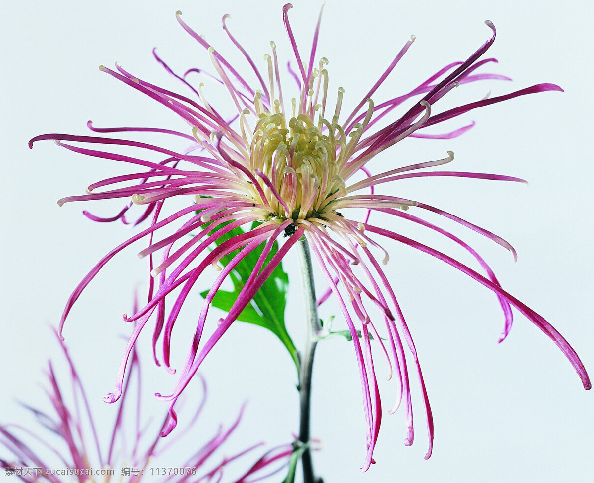 花 姿 花颜 百花世界 花瓣 花草 花朵 花蕊 全球 首席 大百科 一束花 花姿花颜花 生物世界