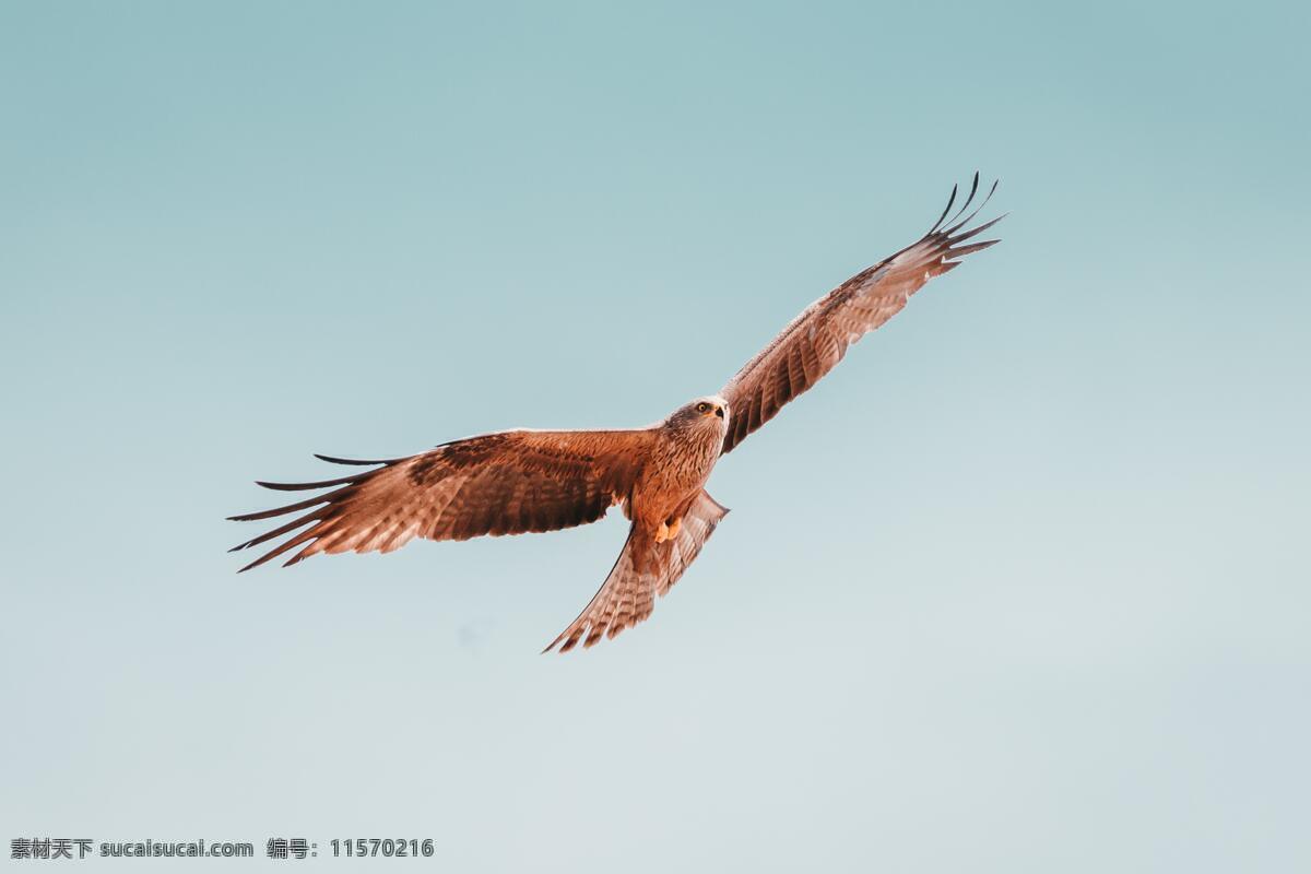 雄鹰 鹰 老鹰 飞翔 天空 自由 翱翔 蓝天 蓝色 壮观 鸟类 动物 生物界 高清 背景 背景图 唯美 桌面 壁纸 生物世界 野生动物 自然景观 自然风景