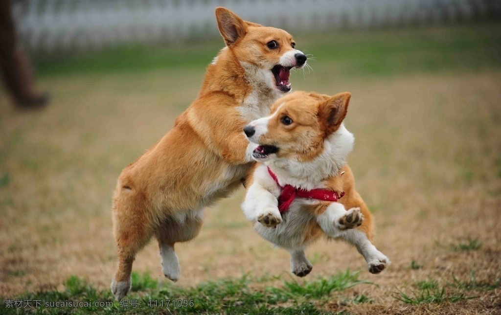 玩耍的狗狗 奔跑的狗狗 玩耍 黄白 草地 可爱 张嘴 露舌头 动物世界 野生动物 生物世界