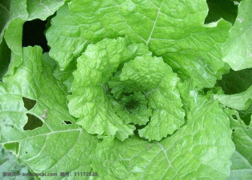 大白菜 绿色 白菜心 蔬菜 生物世界