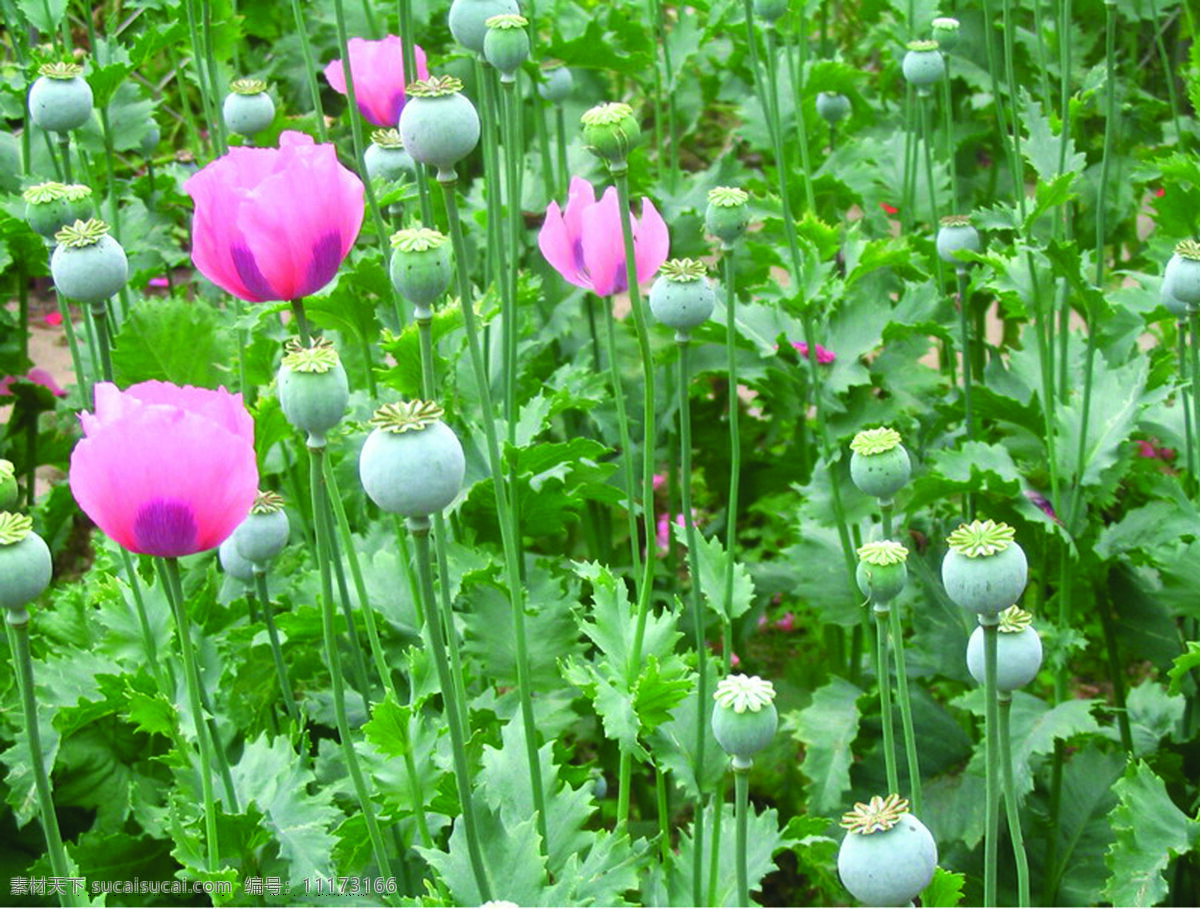 罂粟花 罂粟 花草 生物世界