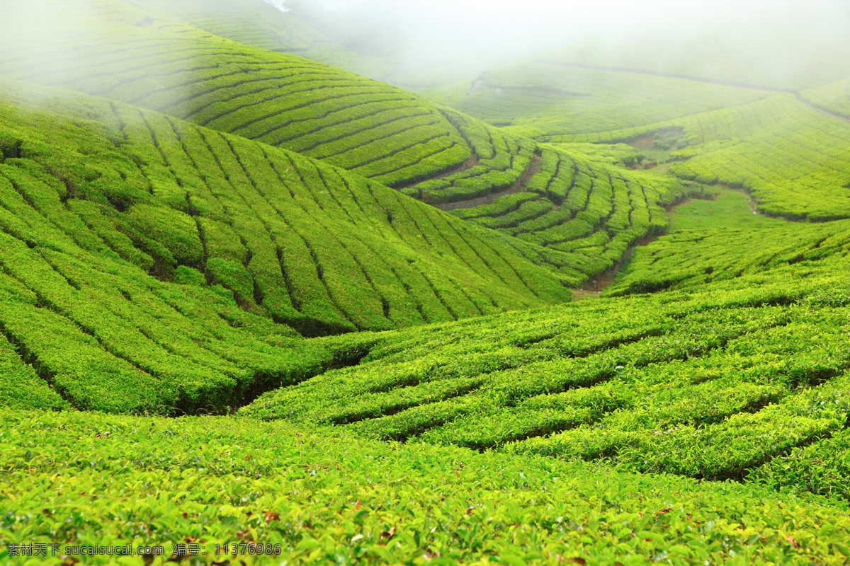 早晨的茶园 早晨 茶园 茶田 茶山 茶叶 绿茶 风景 自然风景 美丽风景 自然景观 绿色