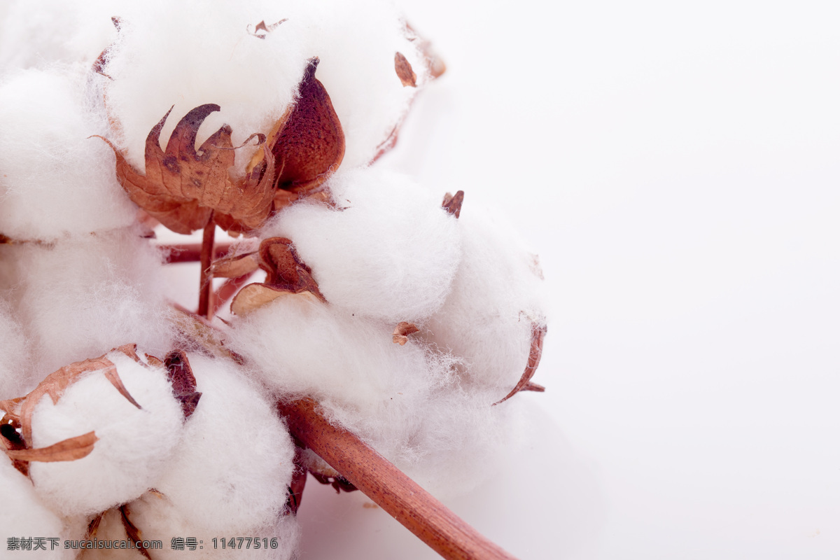 成熟 棉花 白棉花 棉被 植物 农业 农作物 棉花图片 农业生产 现代科技
