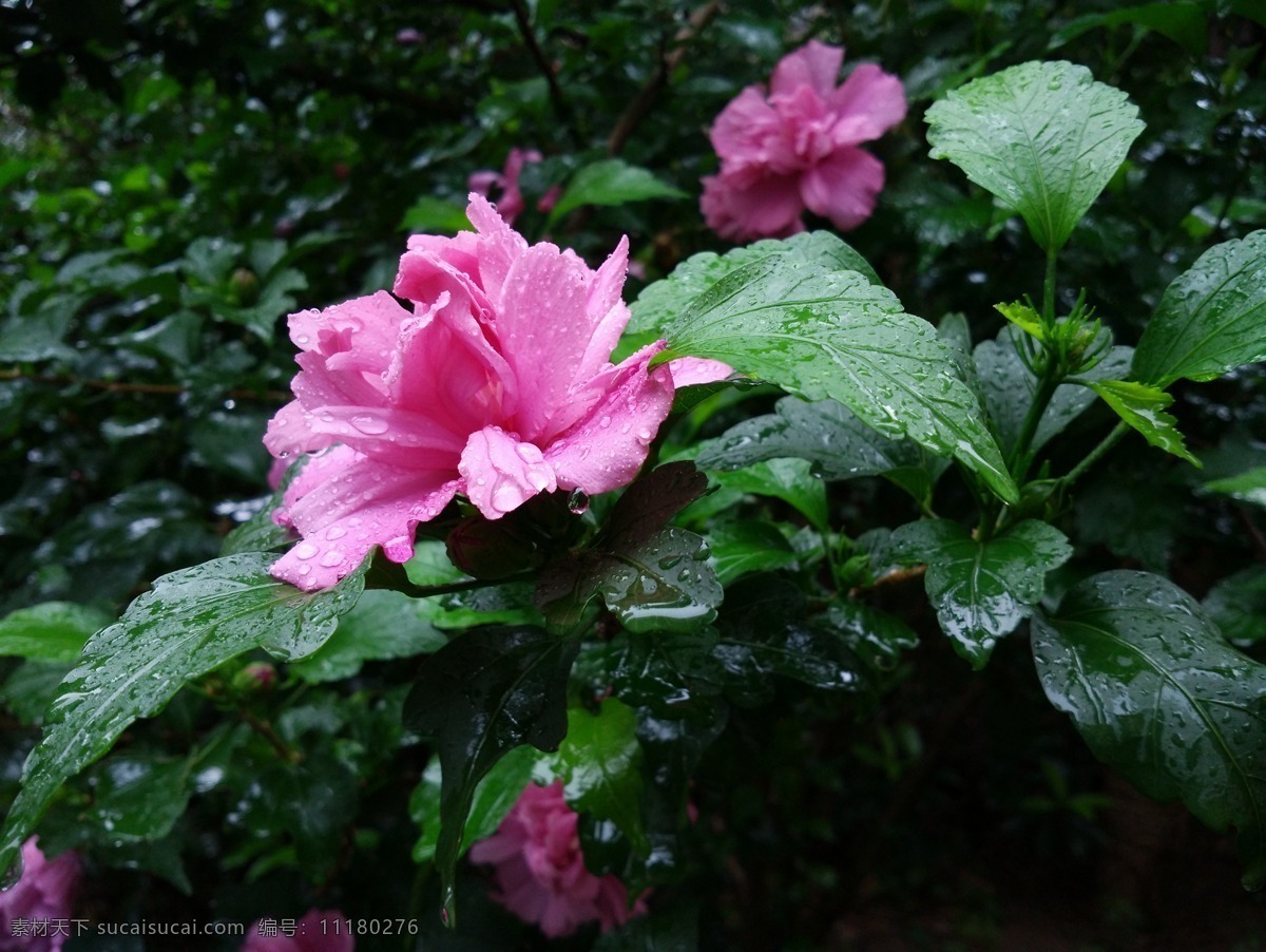 雨中木槿花 木槿花 花 夏天 夏天花开 雨 雨中花开 生物世界 花草