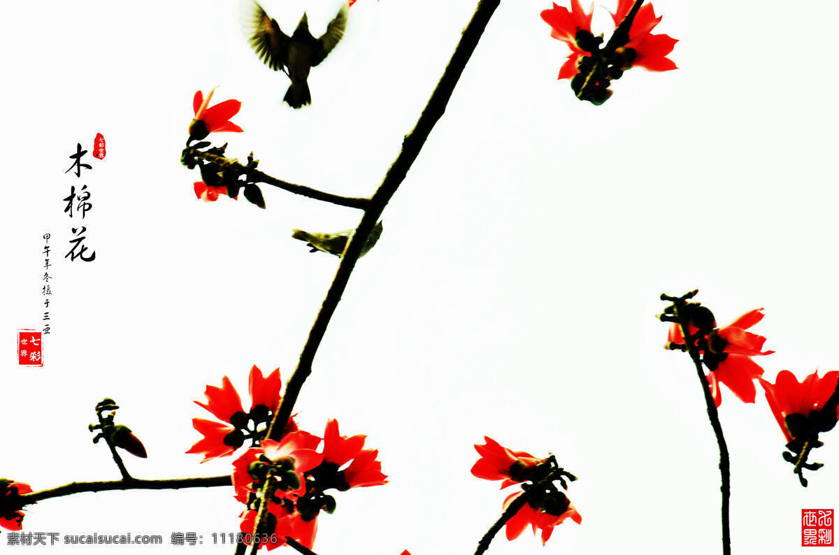 木棉树 木棉花 落叶大乔木 红色 植物 树枝 花朵 生物世界 花草 白色