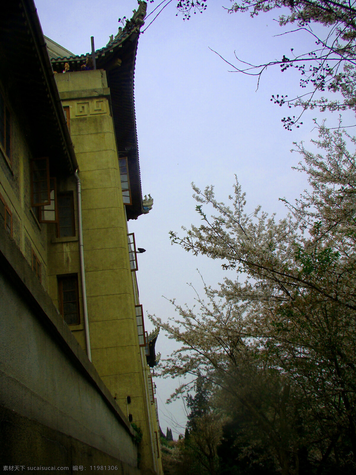 武汉大学 樱花节 樱花 古朴建筑 校园建筑 建筑摄影 建筑园林 黑色