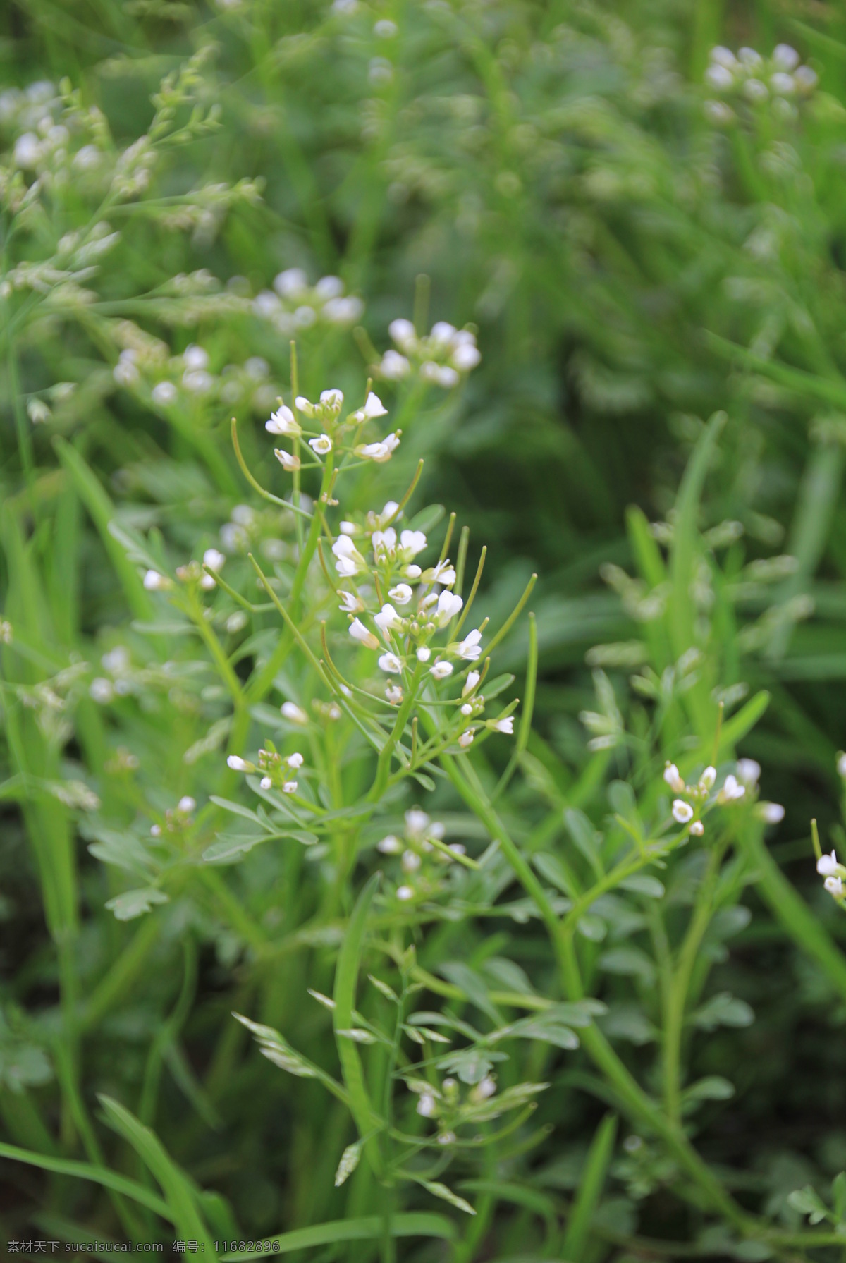 野生 白花 白色 初春 春天 花草 生物世界 野花 野生白花 小野生花朵 植物王国 psd源文件