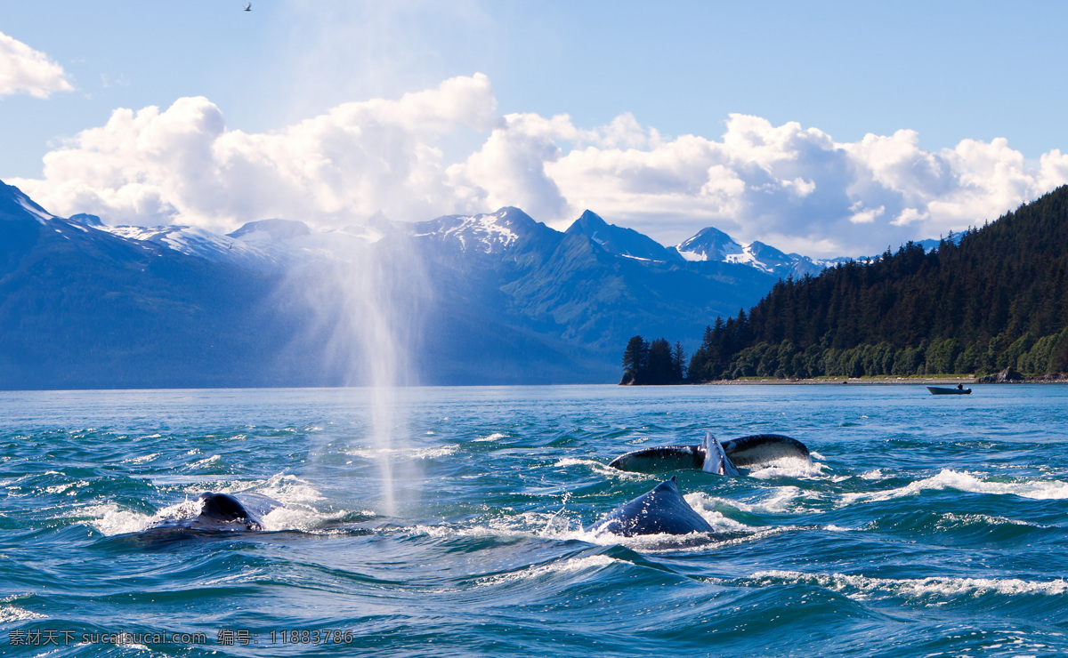 海面 上 喷水 鲸鱼 动物 大海 雪山 海洋 其他类别 生活百科 蓝色