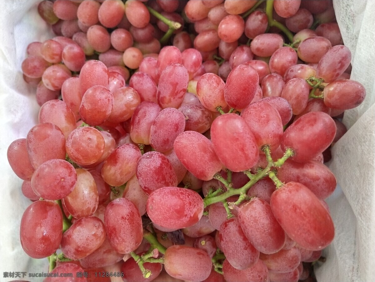 无籽红提 无籽 红提 红葡萄 葡萄 提子 水果 食品摄影 生物世界