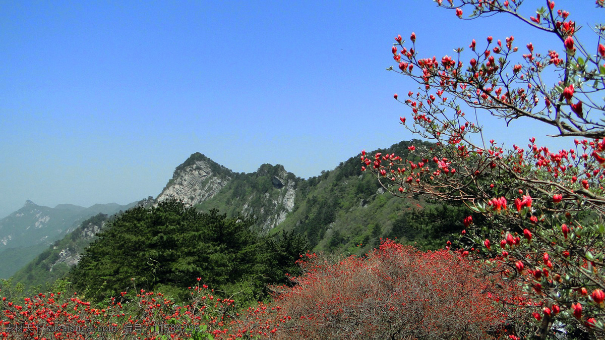 麻城 龟峰 山 风景 杜鹃花 山峰 龟峰山 树木 自然风景 旅游摄影