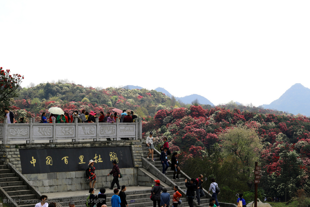 贵州 毕节 百里杜鹃 金坡 杜鹃 花海 自然景观 风景名胜