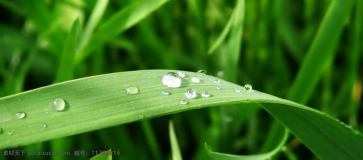 花纹 边框 花簇 绿色 花框 装饰 元素 底纹 壁纸 大气 小清新 植物 春天 夏天 展板 背景底纹 底纹边款 宣传单 绿色元素 高清 唯美 绿色背景底纹 装饰素材大全 小元素 新鲜 透气 背景 图案 淘宝背景 免扣