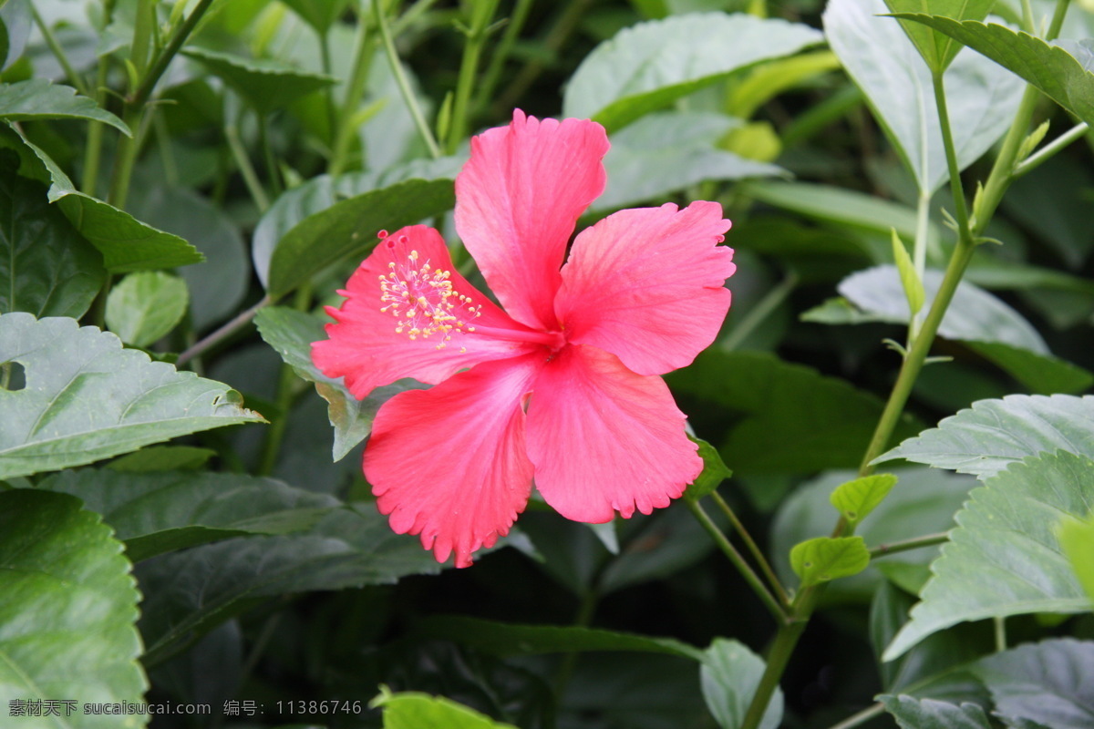 南宁市市花 朱槿花 生物世界 花草 摄影图库