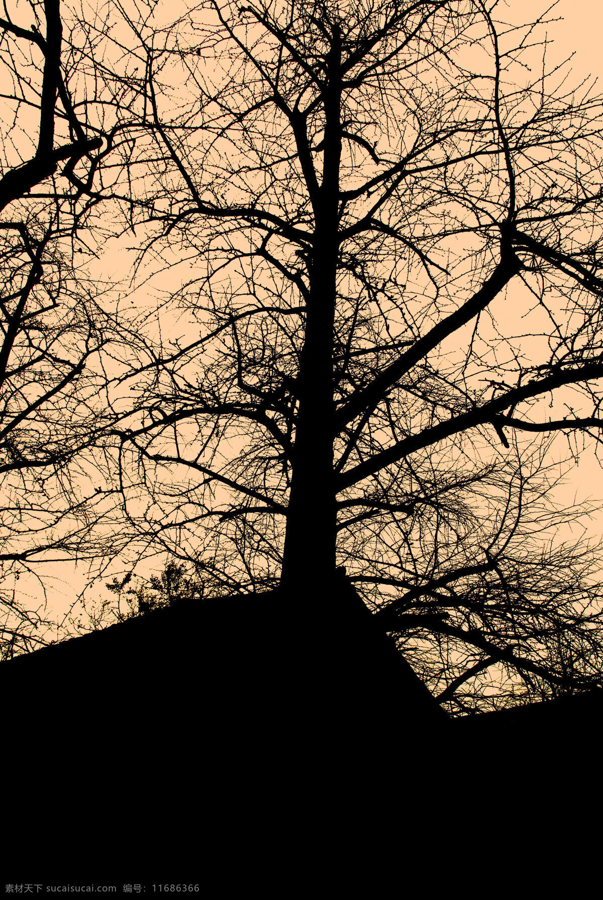 银杏 枯枝 剪影 枯树剪影 午后的夕阳 屋后的美丽 银杏枝干 枯木 旅游摄影 自然风景