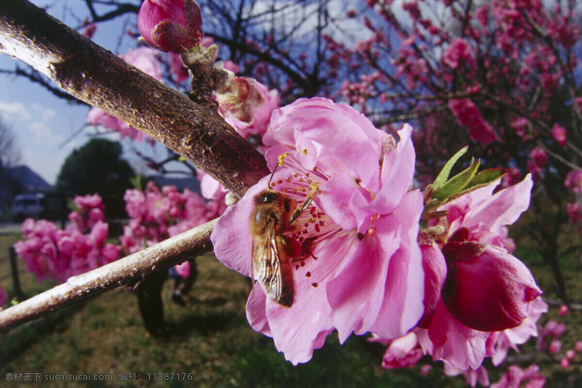 桃花 上 采 蜜 蜜蜂 小蜜蜂 采蜜 美丽鲜花 花丛 花朵 动物世界 昆虫世界 花草树木 生态环境 生物世界 野外 自然界 自然生物 自然生态 高清图片 自然 植物 户外
