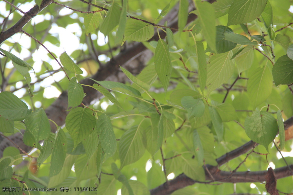 绿色 树木 树荫 叶子 植物 阴凉 摄影作品 生物世界 树木树叶