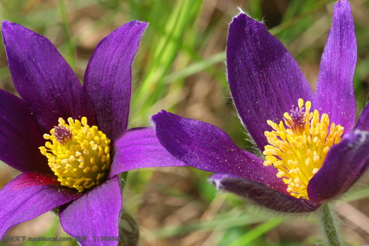 高清 唯美 紫色 花卉图片 花卉 紫色花朵 花朵 鲜花