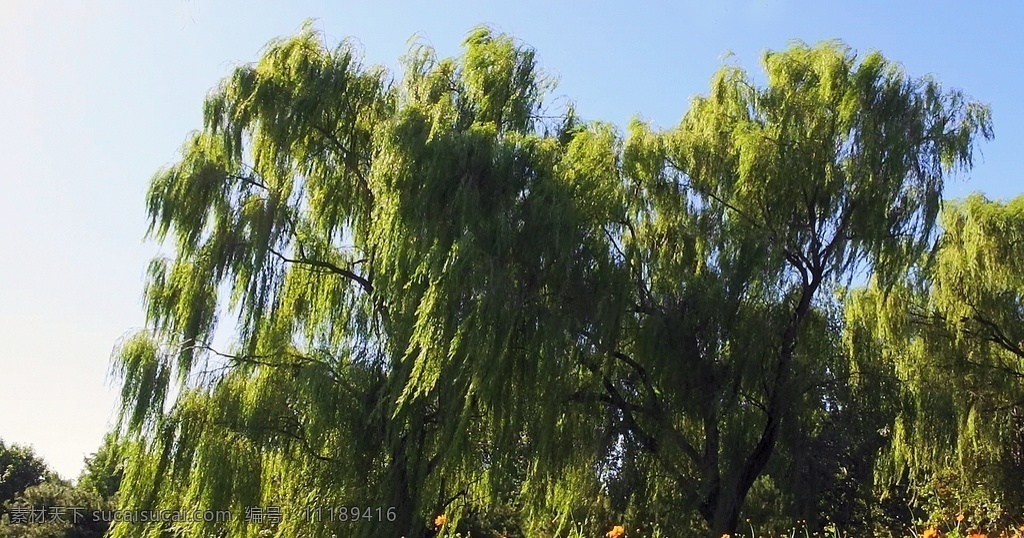 风中的柳树 风 秋风 柳树 风吹杨柳 植物 树木 婆娑 秋天的景色 绿色 多媒体 实拍视频 动物植物 mov
