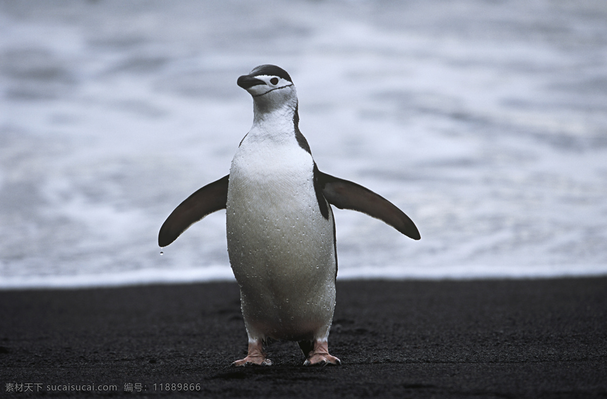 张开 翅膀 企鹅 动物世界 动物摄影 南极动物 陆地动物 水中生物 生物世界