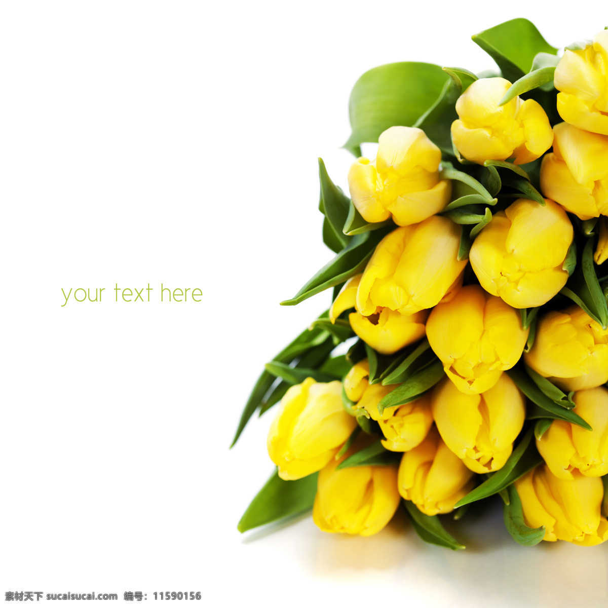 黄色 郁金香 鲜花 花朵 春天花朵 美丽鲜花 花卉 复活节 背景 花草树木 生物世界