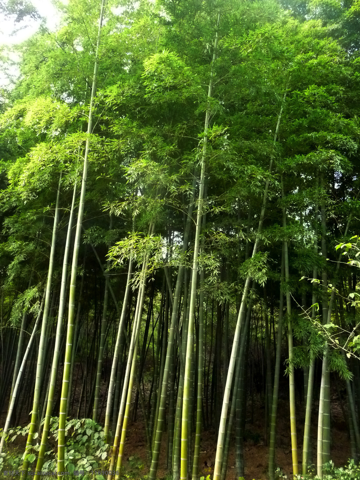 竹子 绿色 秋天 叶子 竹林 树木树叶 生物世界